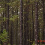 DSC09392
