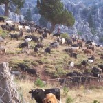 Dogal Guzellikler (287) Dogal Guzellikler (287)