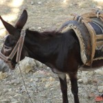 Karsık Resimler (7) Karsık Resimler (7)