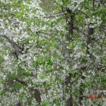 DSC07281