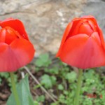 DSC07286