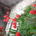 DSC07287