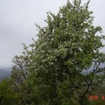 DSC07296