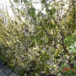 DSC07309