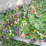 DSC07313