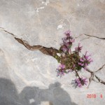DSC07320