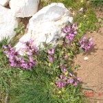 DSC07323
