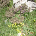 DSC07325