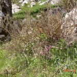 DSC07327