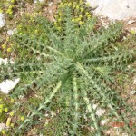 DSC07330