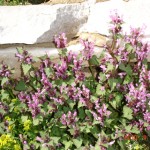 DSC07335