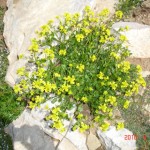 DSC07336
