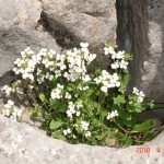 DSC07337