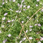 DSC07386