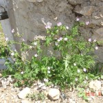 DSC07388