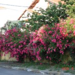 DSC07479