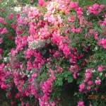 DSC07480