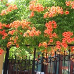 DSC07566