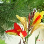 DSC07570