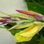 DSC07571