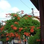 DSC07577