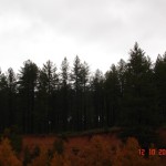 DSC09385