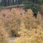 DSC09387