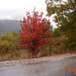 DSC09462