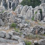 geyik (14) geyik (14)
