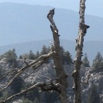 kuru agac (10)