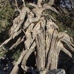 kuru agac (14)