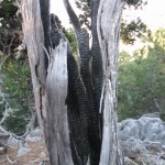 kuru agac (2)
