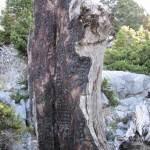 kuru agac (25)