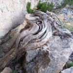 kuru agac (5)