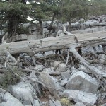 kuru agac (6)