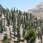 tmmuz .09.2008 (33)